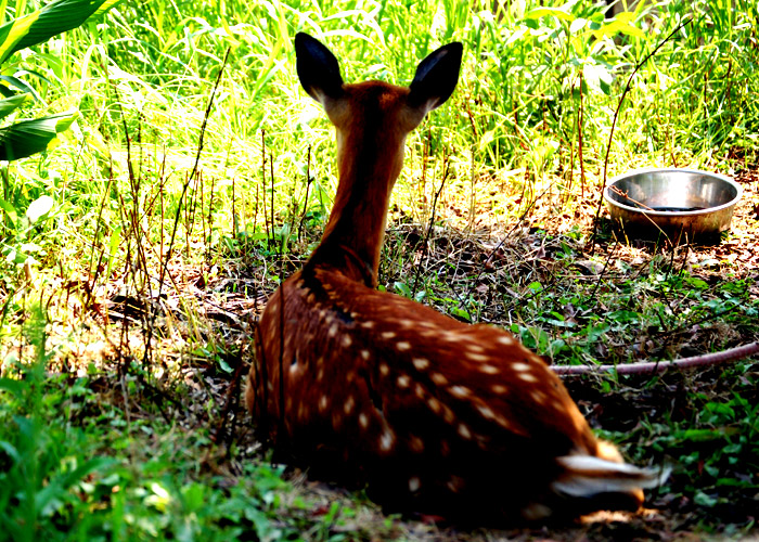 鹿の後ろ姿の色を強調加工した写真素材
