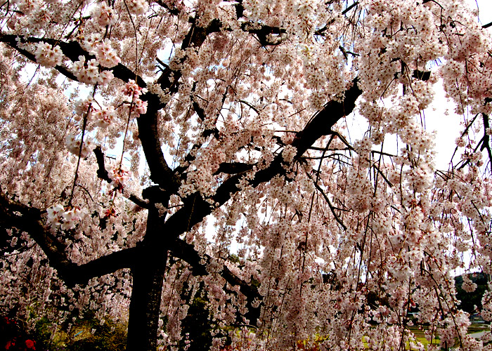 満開のしだれ桜の色を強調加工した写真素材