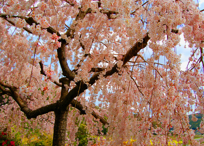 満開のしだれ桜の彩度加工をした写真素材
