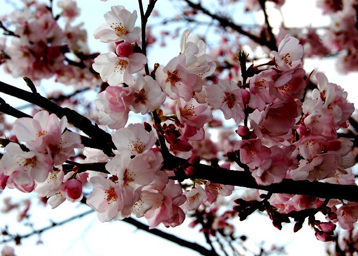 桜の花のアップの色を強調加工した写真素材