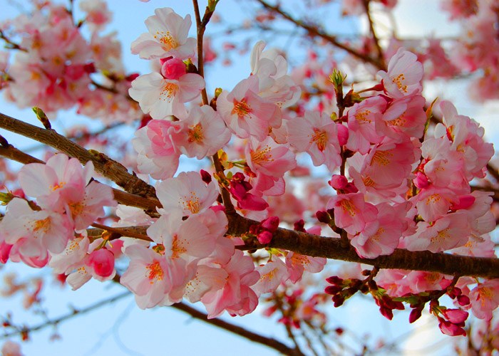 桜の花のアップの彩度加工をした写真素材
