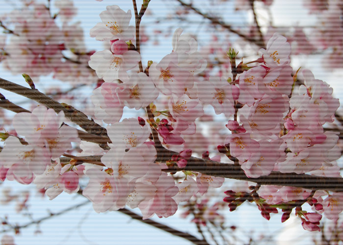 桜の花のアップにライン加工をした写真素材