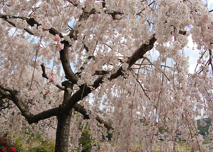 満開のしだれ桜の写真素材