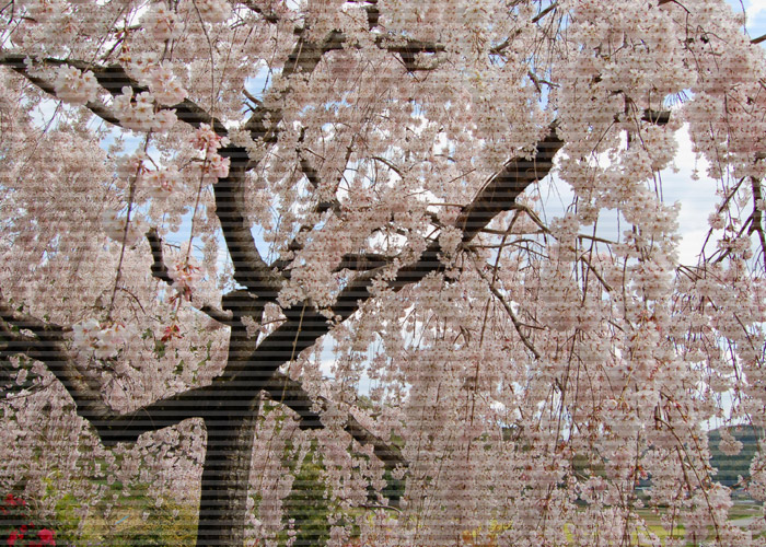 満開のしだれ桜にライン加工をした写真素材