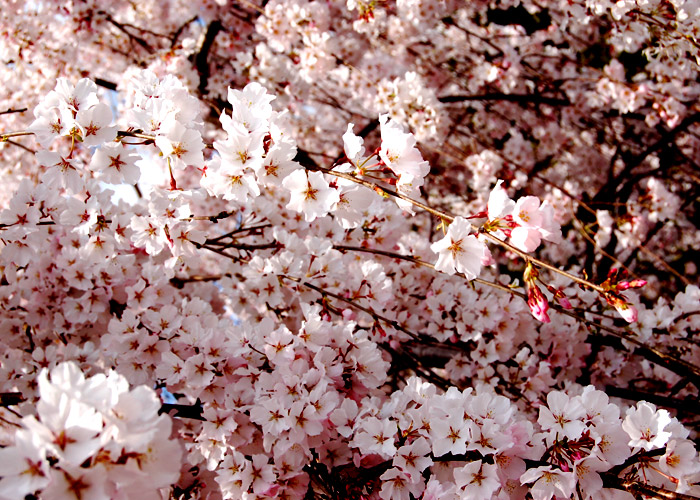 満開の桜をアップの色を強調加工した写真素材
