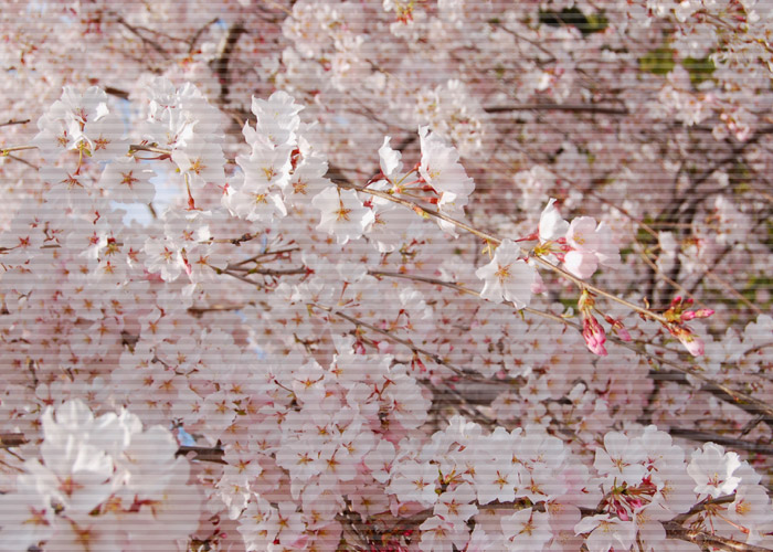 満開の桜をアップにライン加工をした写真素材