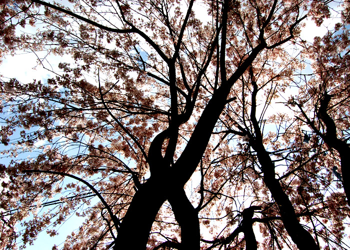 満開な桜の木の色を強調加工した写真素材