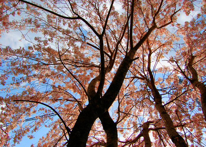 満開な桜の木の彩度加工をした写真素材
