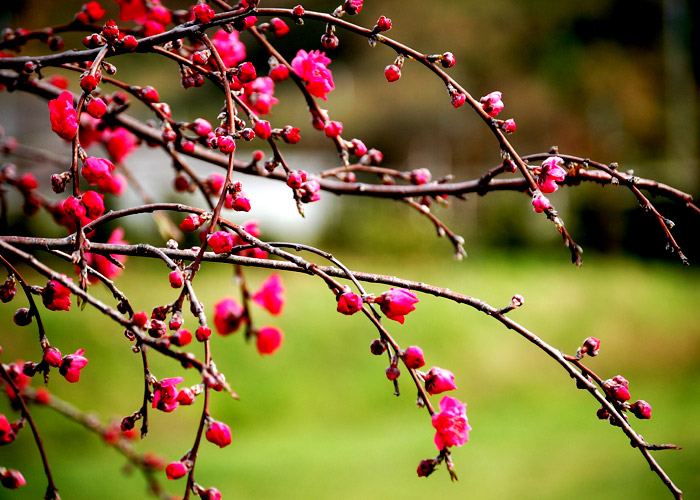 咲き始めた梅の色を強調加工した写真素材