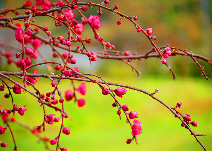 咲き始めた梅の彩度加工をした写真素材