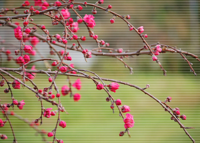 咲き始めた梅にライン加工をした写真素材