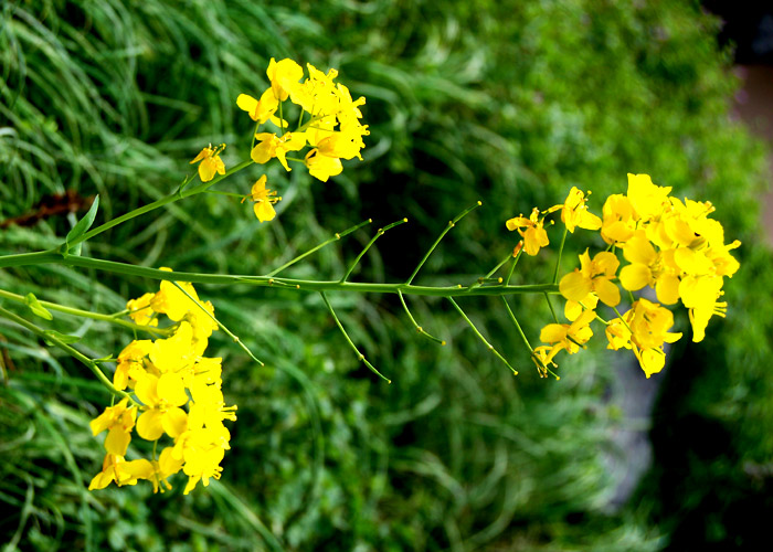 草原に咲く菜の花の色を強調加工した写真素材
