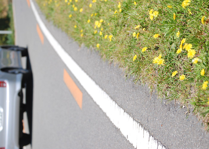 道端に咲くタンポポの写真素材