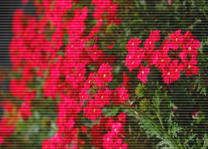 赤ピンクのシバザクラにライン加工をした写真素材