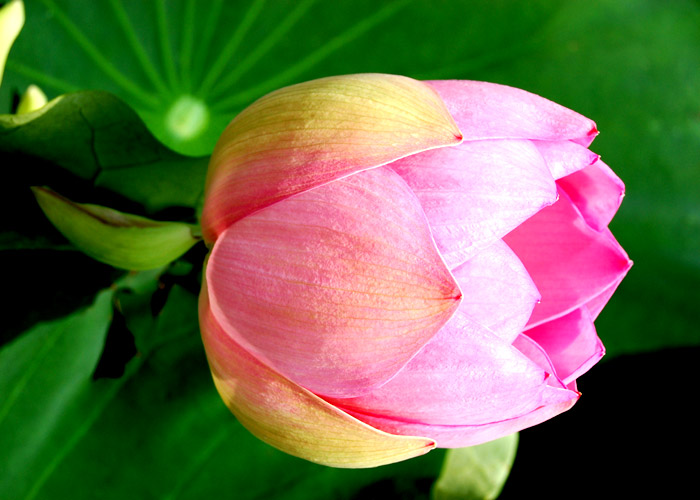 ピンク色のハスの花の色を強調加工した写真素材