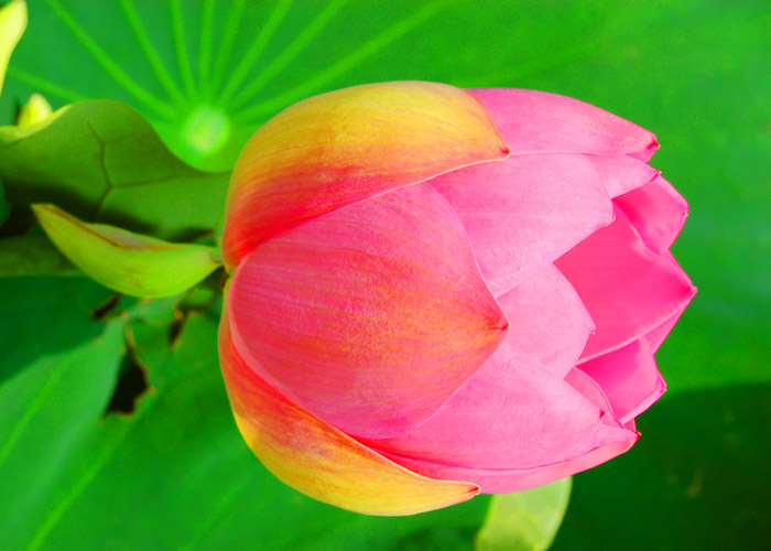 ピンク色のハスの花の彩度加工をした写真素材