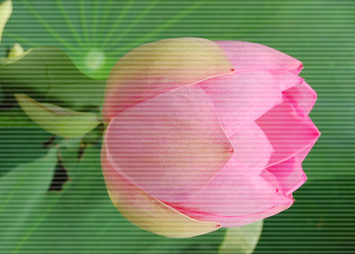 ピンク色のハスの花にライン加工をした写真素材