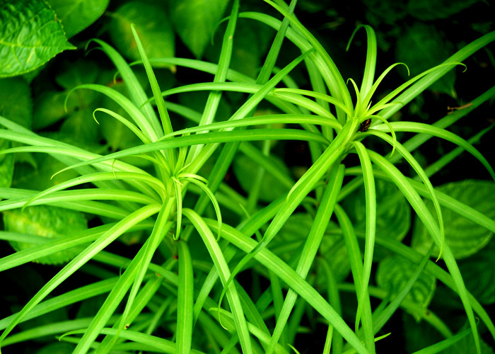 無料ホームページテンプレートの素材屋 植物 紅葉 山林の風景 細長い葉の植物の写真素材