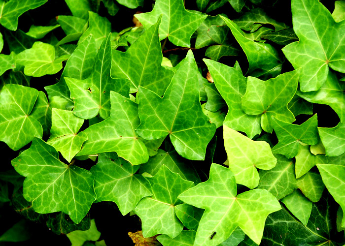 無料ホームページテンプレートの素材屋 植物 紅葉 山林の風景 可愛い葉っぱの植物の写真素材