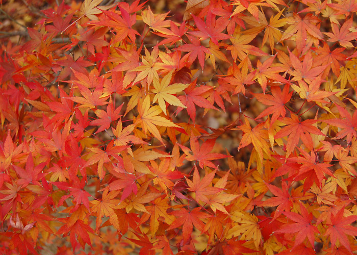 無料ホームページテンプレートの素材屋 植物 紅葉 山林の風景 赤く染まった紅葉の写真素材