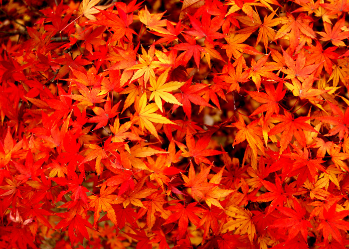 無料ホームページテンプレートの素材屋 植物 紅葉 山林の風景 赤く染まった紅葉の写真素材